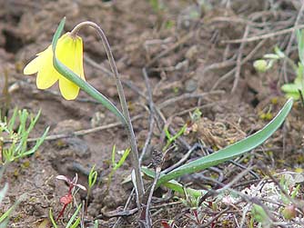 Picture of yellow bells - Fritillaria pudica
