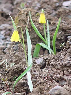 Picture of yellow bells in spring bloom