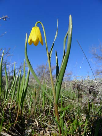 Picture of yellow bells - Fritillaria pudica