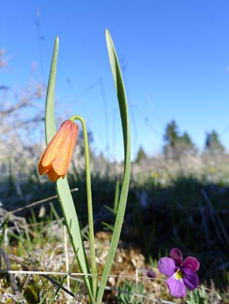 Yellow bell or fritillary wildflower picture