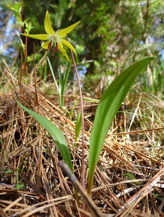 Yellow fawn lily picture