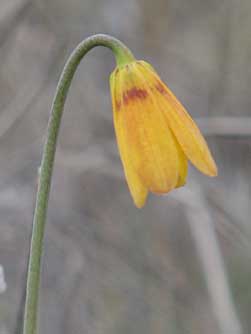 Yellow bell or fritillary wildflower picture