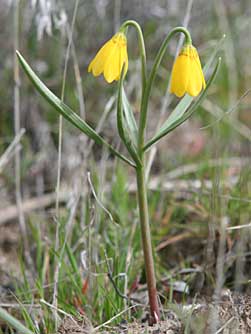 Yellow bells