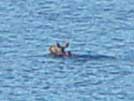 Moose swimming across Lake Roosevelt