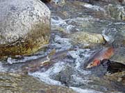 Lake Lenore Lahontan Cutthroat Trout