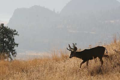 Picture of Lake Roosevelt mule deer in Eastern Washington