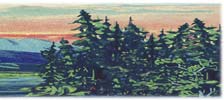 The Evergreen State - Conifer Forest