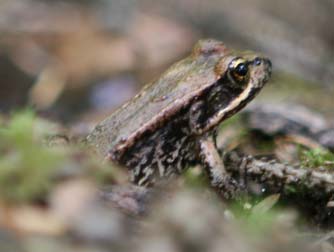 Red legged frog or Rana aurora