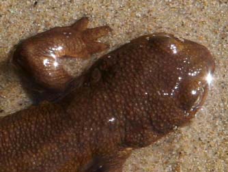 Rough skinned newt or Taricha granulosa