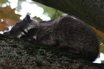 Raccoon or Procyon lotor