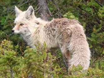 Cascade red fox or Vulpes vulpes