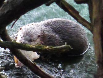 Dead possum, not playing dead - Didelphis virginiana