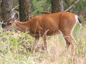 Columbian black-tailed deer or Odocoileus hemionus