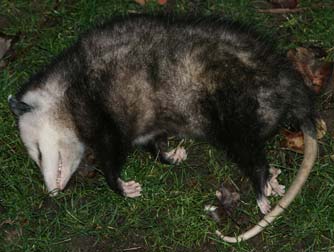 Dead possum, not playing dead - Didelphis virginiana