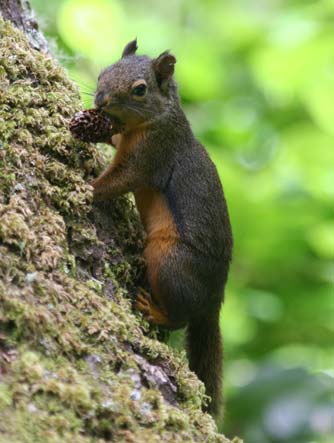 Douglas squirrel or Tamiasciurus douglasii