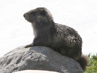Hoary marmot or Marmota caligata