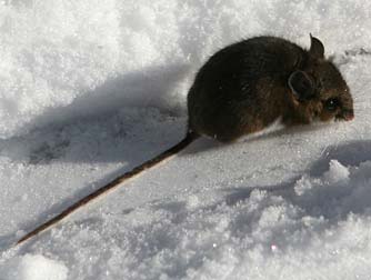 Keen's mouse or Peromyscus keeni