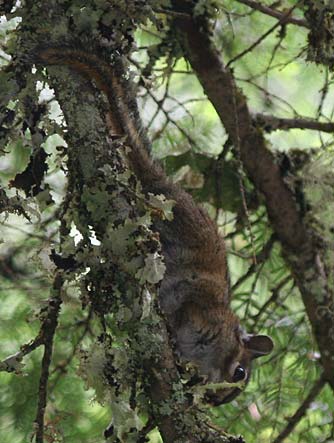 Townsend's chipmunk or Tamias townsendii