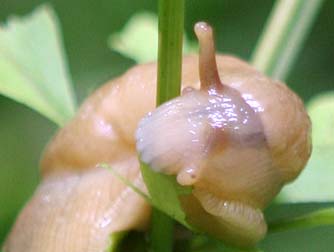 Banana slug or Ariolimax columbianus